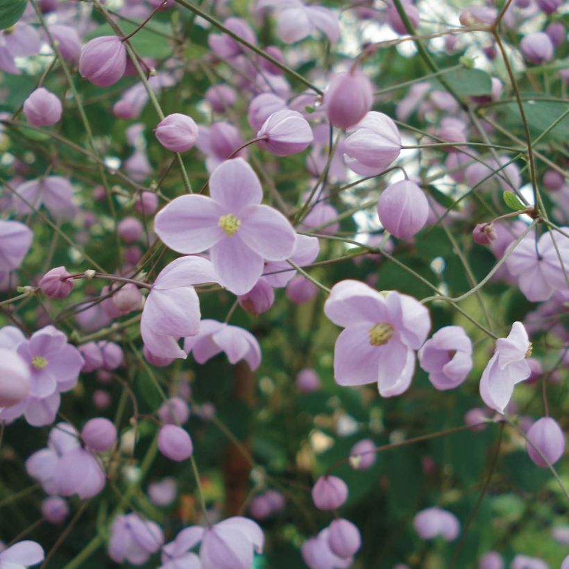 Thalictrum delavayi Splendide - Pigamon (Floraison)
