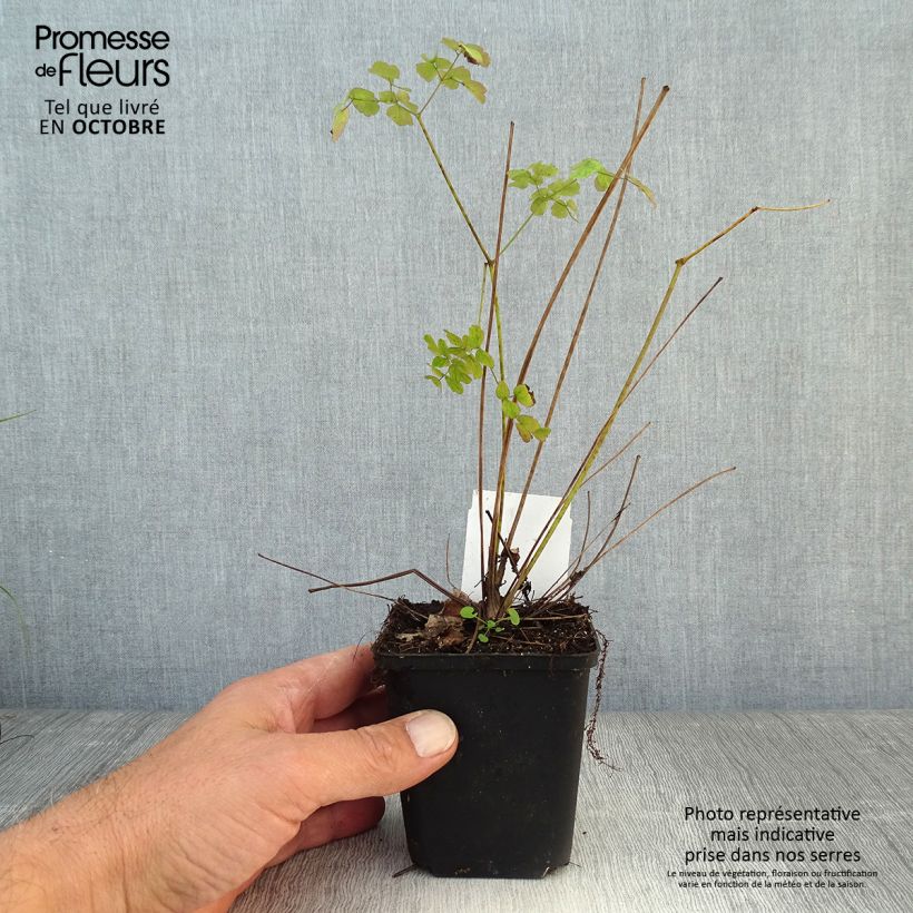 Spécimen de Thalictrum delavayi Splendide - Pigamon Godet de 8/9 cm tel que livré en automne