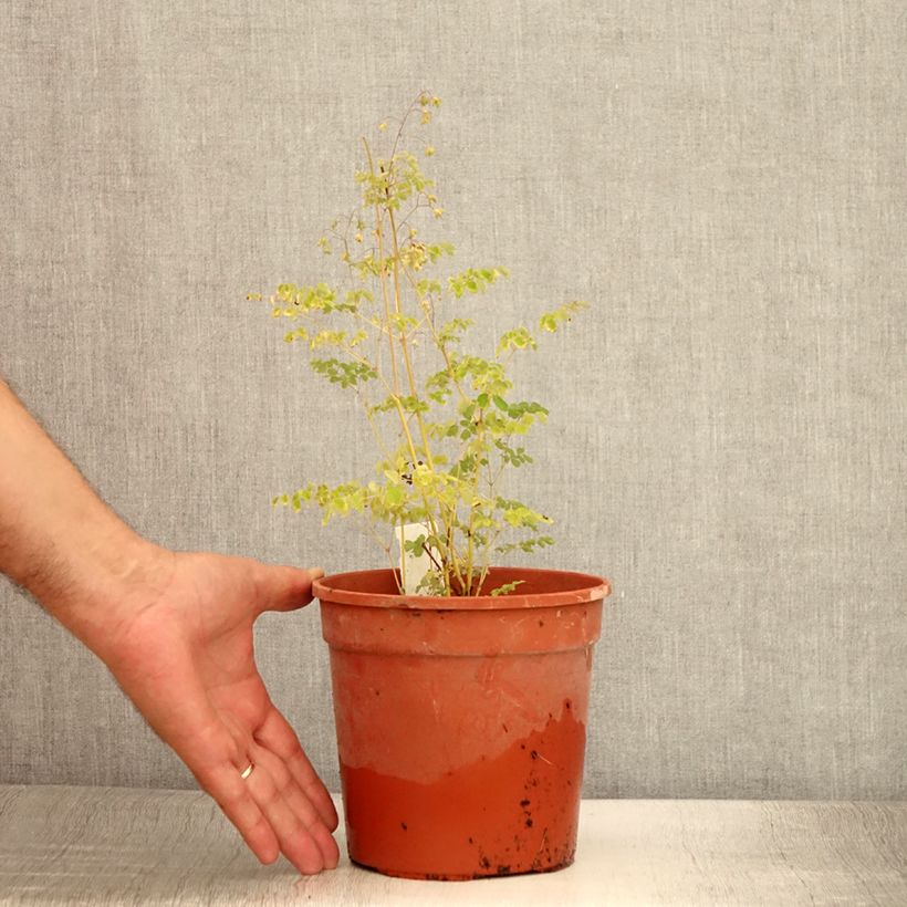 Spécimen de Thalictrum delavayi Splendide - Pigamon - Pot de 2L/3L tel que livré en été