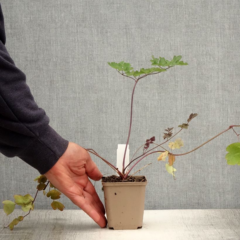 Spécimen de Thalictrum Elin - Pigamon Godet de 8/9 cm tel que livré en été