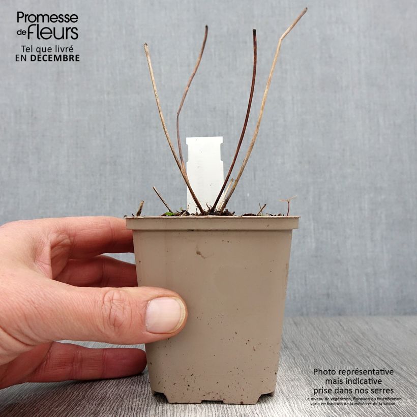 Spécimen de Thalictrum Elin - Pigamon Godet de 8/9 cm tel que livré en automne
