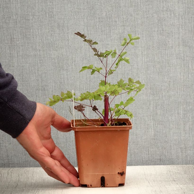 Spécimen de Thalictrum Elin - Pigamon Pot de 1L/1,5L tel que livré en été