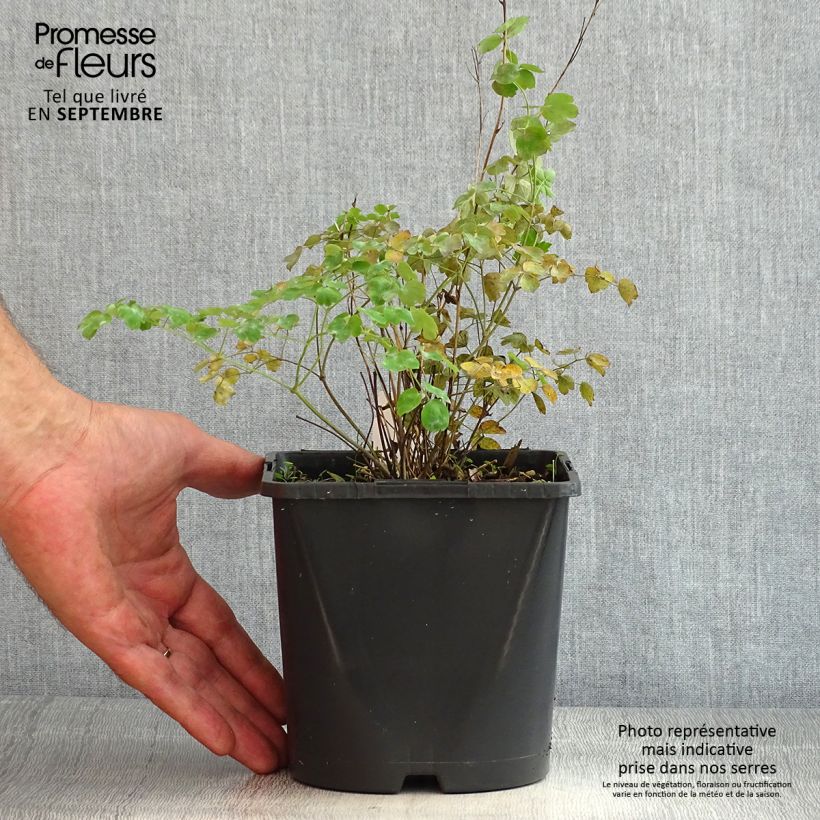 Spécimen de Thalictrum Fairy Wings - Pigamon Pot de 2L/3L tel que livré en été