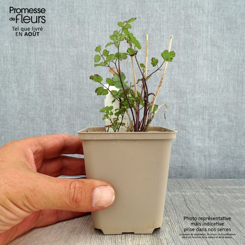 Spécimen de Thalictrum flavum glaucum - Pigamon Godet de 8/9 cm tel que livré en été