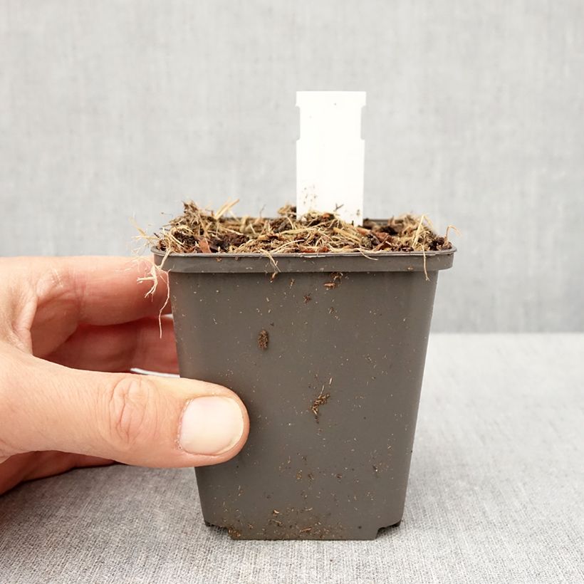 Spécimen de Thalictrum kiusianum - Pigamon nain Godet de 9cm tel que livré au printemps