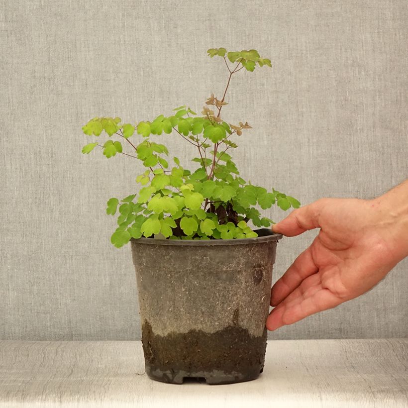 Spécimen de Thalictrum rochebrunianum - Pigamon - Pot de 2L/3L tel que livré en été
