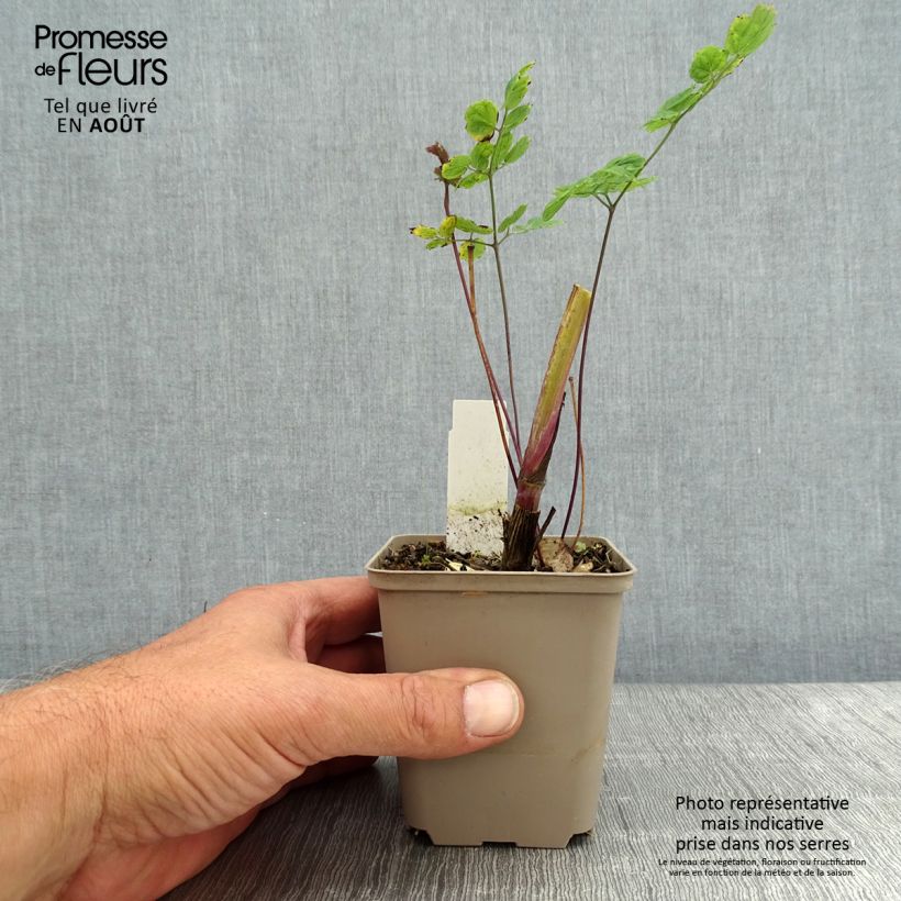 Spécimen de Thalictrum sphaerostachyum - Pigamon à tête ronde Godet de 8/9 cm tel que livré en été