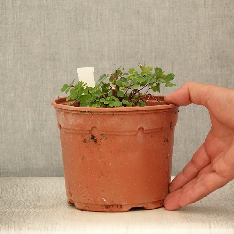 Spécimen de Thalictrum Yulia - Pigamon Pot de 2L/3L tel que livré en été