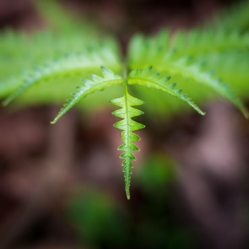 Thelypteris kunthii - Fougère (Feuillage)