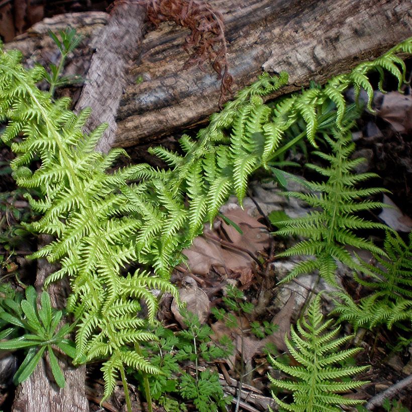 Thelypteris kunthii - Fougère (Port)