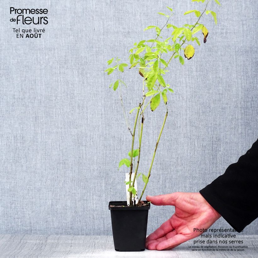 Spécimen de Thermopsis chinensis Godet de 8/9 cm tel que livré en été