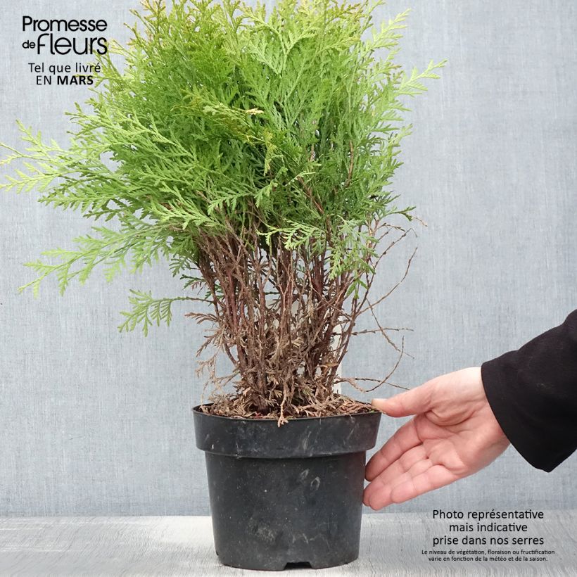 Spécimen de Thuja occidentalis Danica Aurea - Thuya du Canada en pot de 2l/3l tel que livré au printemps