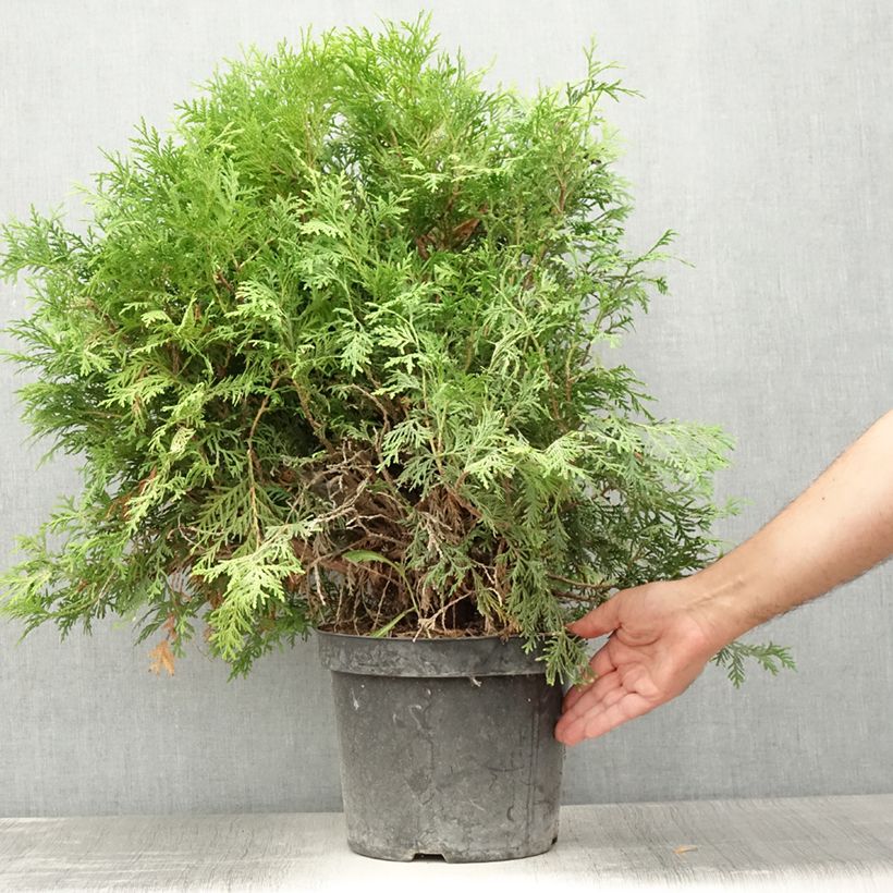 Spécimen de Thuja occidentalis Danica Aurea - Thuya du Canada Pot de 7,5L/10L tel que livré en été