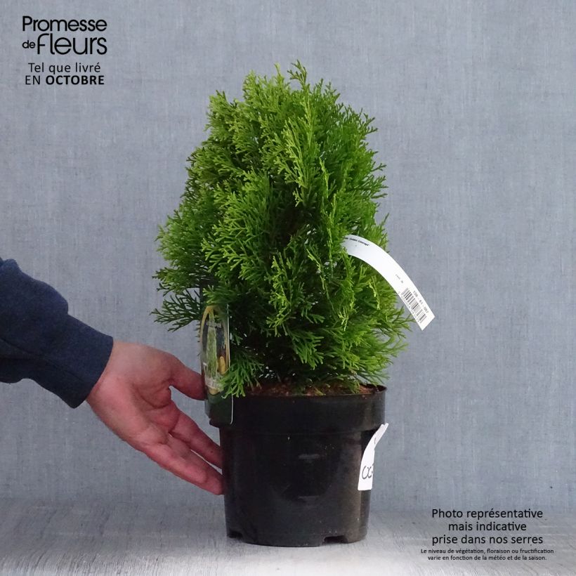 Spécimen de Thuja occidentalis Golden Smaragd - Thuya du Canada Pot de 2L/3L tel que livré en automne
