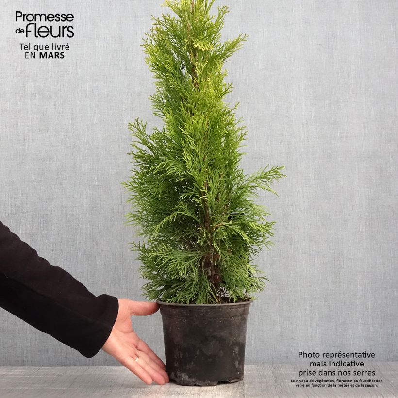 Spécimen de Thuja occidentalis Golden Smaragd - Thuya du Canada en pot de 2L/3L tel que livré au printemps