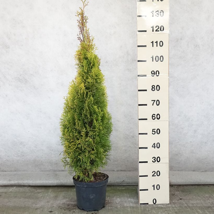 Spécimen de Thuja occidentalis Golden Smaragd - Thuya du Canada Pot de 7,5L/10L tel que livré en été