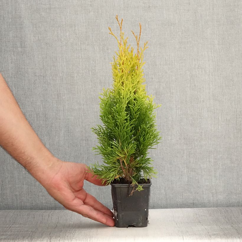 Spécimen de Thuja occidentalis Golden Smaragd - Thuya du Canada Godet de 8/9 cm tel que livré en été