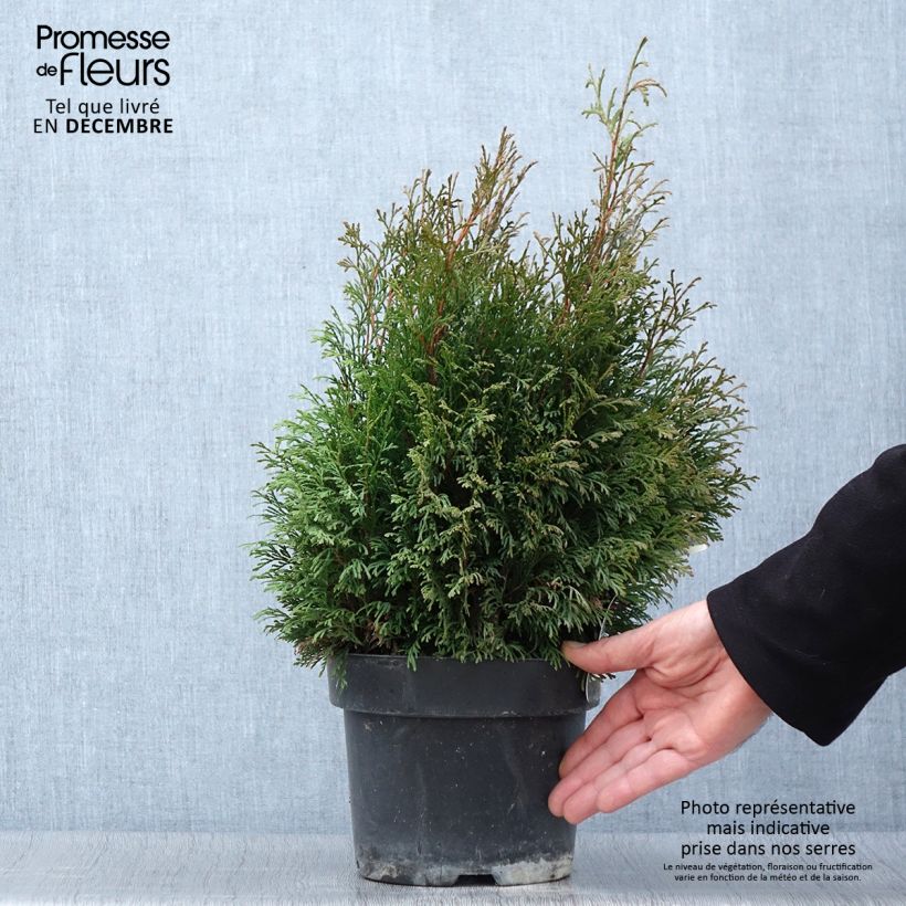 Spécimen de Thuja occidentalis Miky - Thuya du Canada Pot de 2L/3L tel que livré en automne