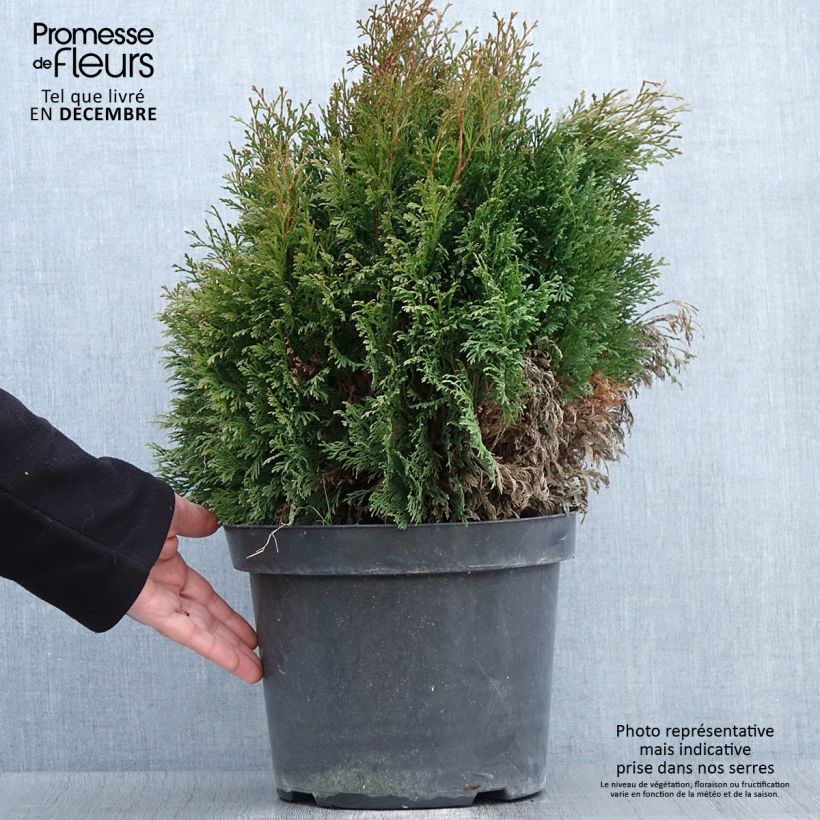 Spécimen de Thuja occidentalis Miky - Thuya du Canada Pot de 7,5L/10L tel que livré en automne
