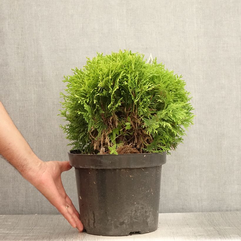 Spécimen de Thuja occidentalis Mirjam - Thuya du Canada Pot de 7,5L/10L tel que livré en été