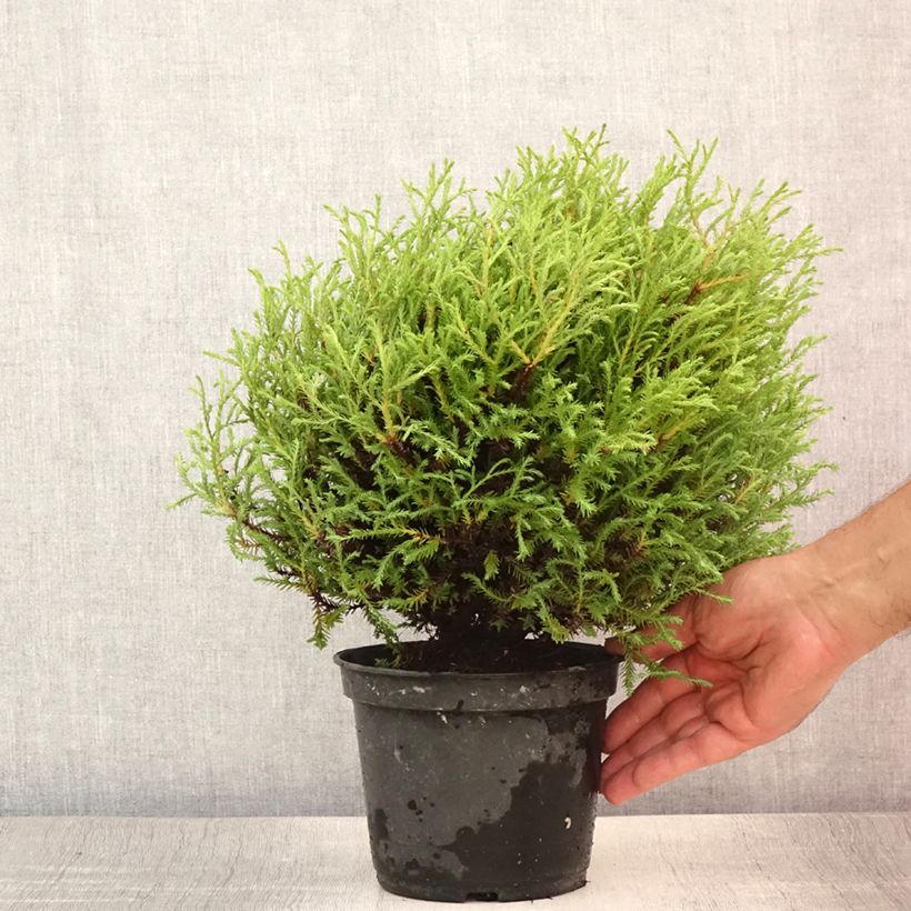 Spécimen de Thuya du Canada - Thuja occidentalis Mr Bowling Ball Pot de 2L/3L tel que livré en été
