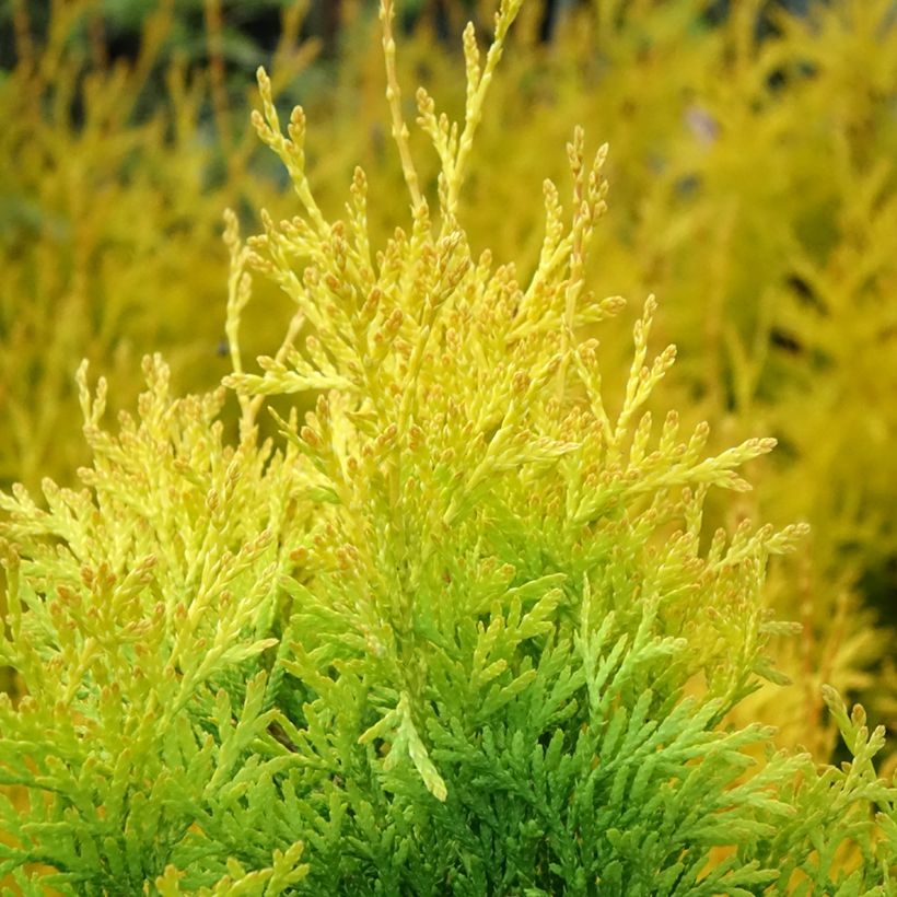 Thuja occidentalis Sunny Smaragd - Thuya du Canada (Feuillage)