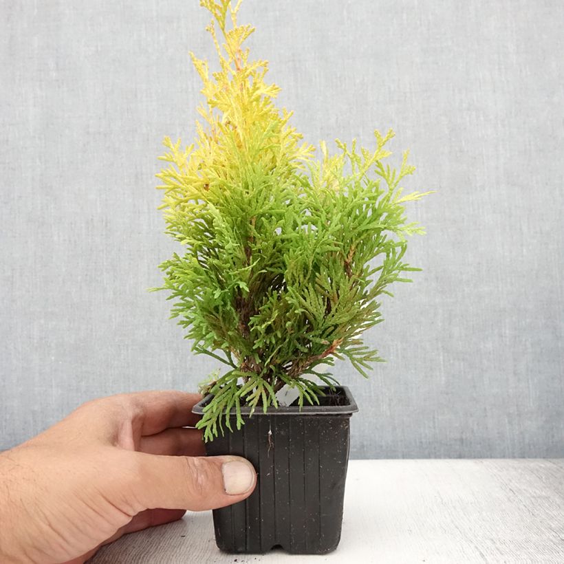 Spécimen de Thuja occidentalis Sunny Smaragd - Thuya du Canada Godet de 8/9 cm tel que livré en été