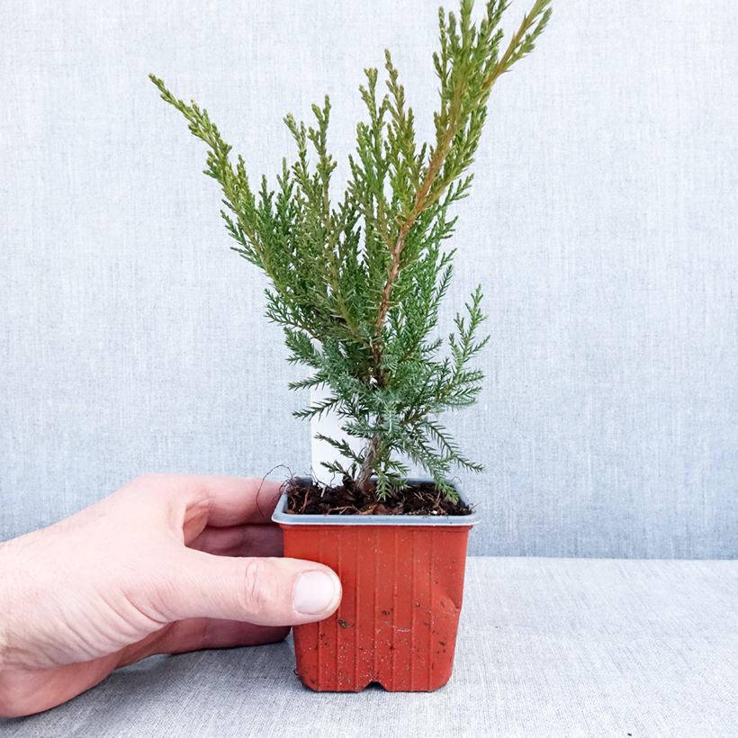 Spécimen de Thuja occidentalis Sunny Smaragd - Thuya du Canada - Godet de 8/9 cm tel que livré en hiver