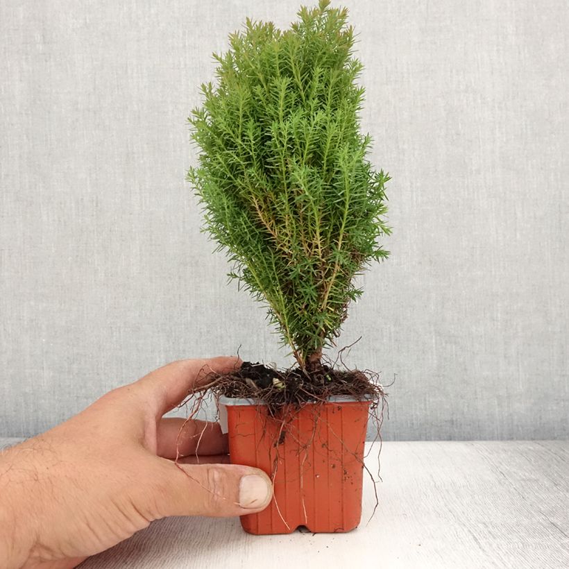 Spécimen de Thuja occidentalis Teddy - Thuya du Canada                        Godet de 8/9 cm tel que livré en été