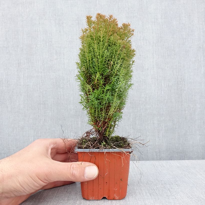 Spécimen de Thuja occidentalis Teddy - Thuya du Canada                        - Godet de 8/9 cm tel que livré au printemps