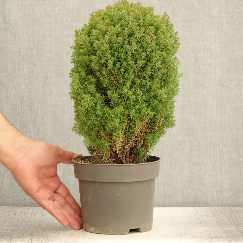 Spécimen de Thuja occidentalis Teddy - Thuya du Canada                        Pot de 2L/3L tel que livré en été