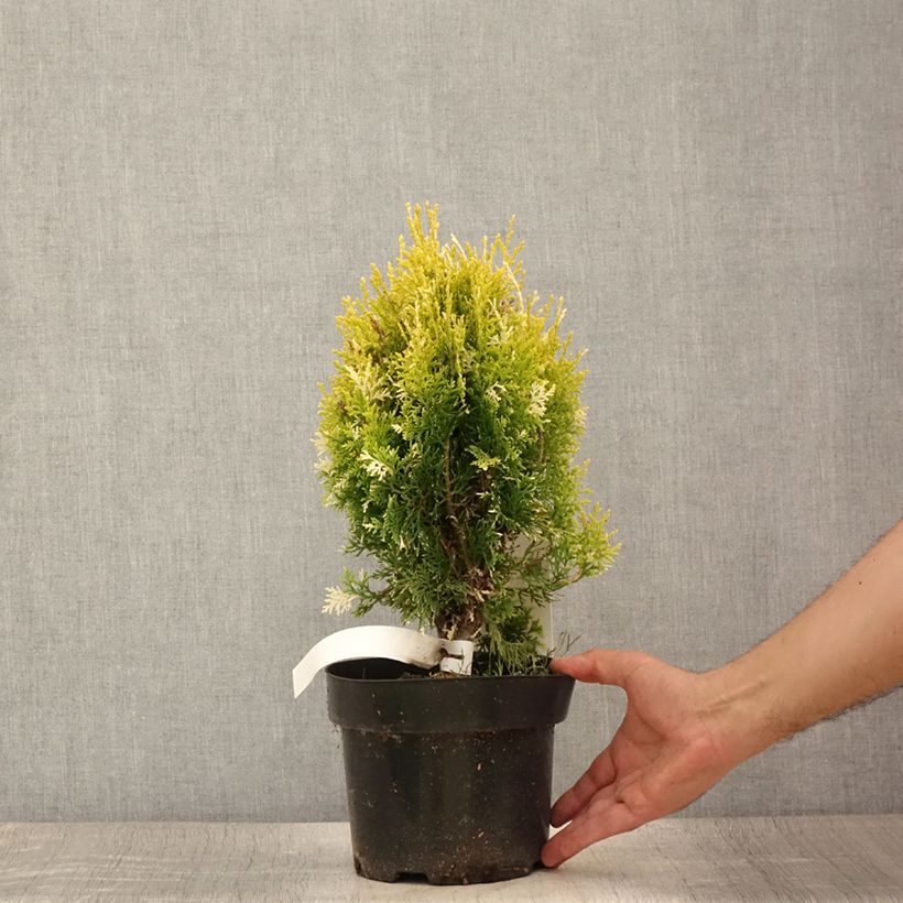 Spécimen de Thuja orientalis Fleck - Thuya de Chine ou Thuya d'Orient Pot de 2L/3L tel que livré en été