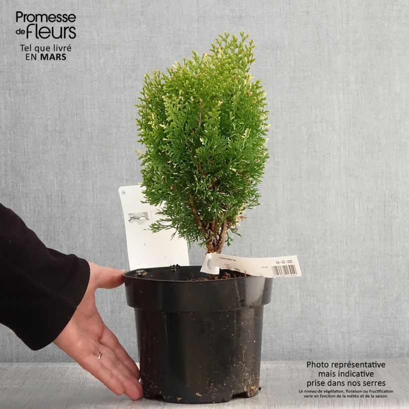 Spécimen de Thuja orientalis Fleck - Thuya de Chine ou Thuya d'Orient Pot de 2L/3LHauteur livrée env. 25/35cm tel que livré au printemps