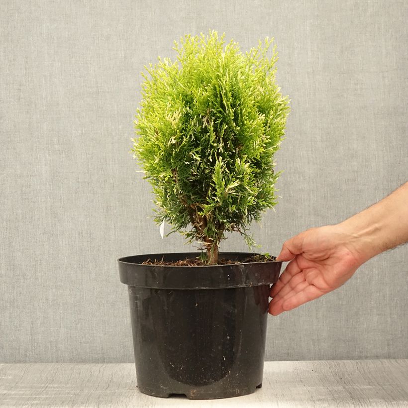 Spécimen de Thuja orientalis Fleck - Thuya de Chine ou Thuya d'Orient Pot de 7,5L/10L tel que livré en été