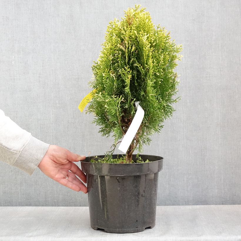 Spécimen de Thuja orientalis Fleck - Thuya de Chine ou Thuya d'Orient Pot de 7,5L/10LHauteur livrée env. 40/50cm tel que livré au printemps
