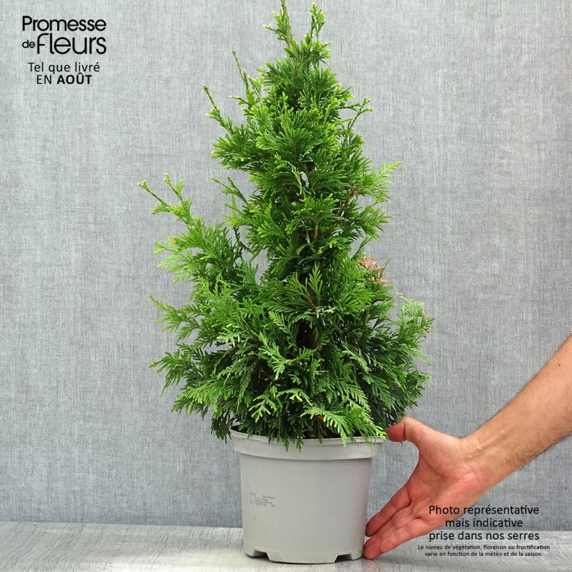 Spécimen de Thuja plicata Can-Can - Thuya compact Pot de 2L/3L tel que livré en été
