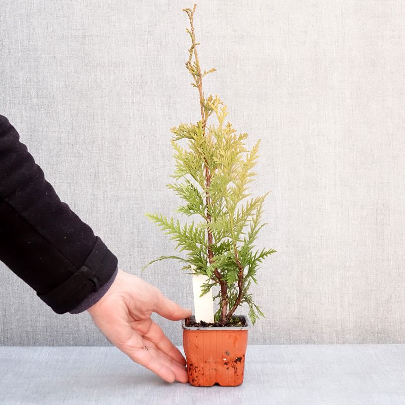 Spécimen de Thuja plicata Can-Can - Thuya compact Godet de 8/9 cm tel que livré en hiver