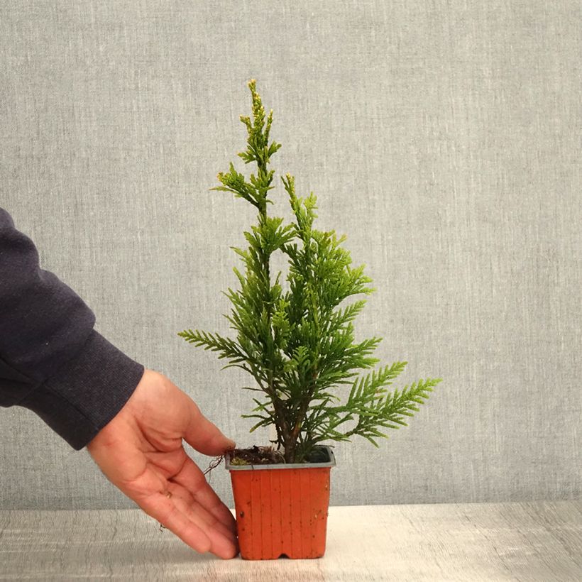 Spécimen de Thuja plicata Can-Can - Thuya compact - Godet de 8/9 cm tel que livré au printemps