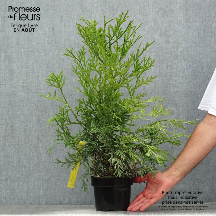 Spécimen de Thujopsis dolabrata Variegata Pot de 2L/3L tel que livré en été