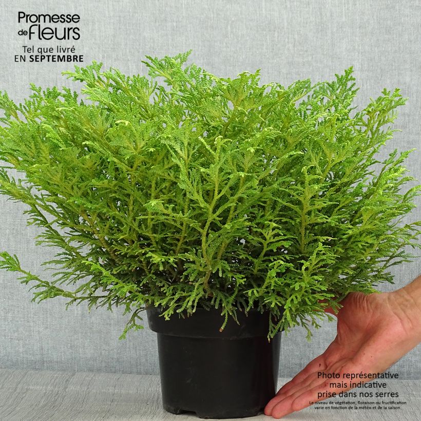 Spécimen de Thujopsis dolobrata Nana Pot de 2L/3L tel que livré en été