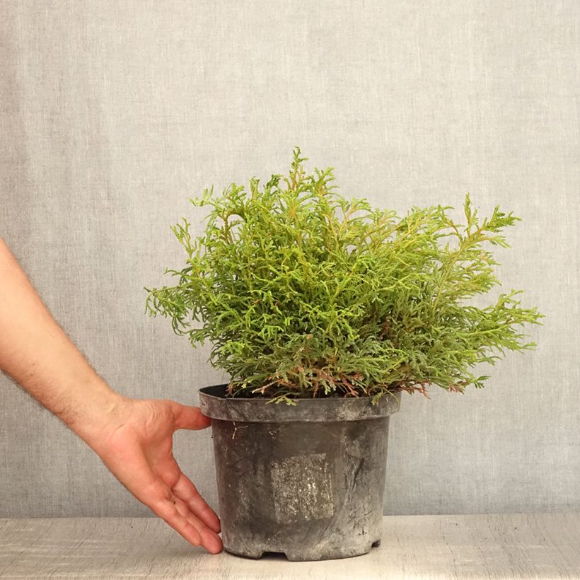 Spécimen de Thujopsis dolobrata Nana Pot de 4L/5L tel que livré en été