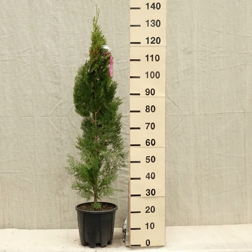 Spécimen de Thuya d'Orient - Thuja orientalis Pyramidalis Aurea 4L/5L tel que livré au printemps