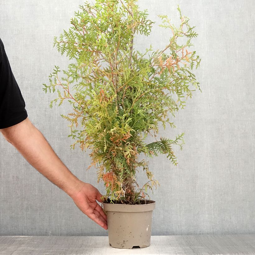 Spécimen de Thuya du Canada - Thuja occidentalis Brabant  Pot de 2L/3L tel que livré en été