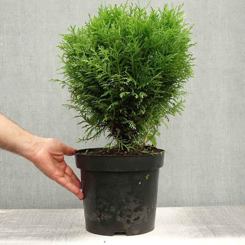 Spécimen de Thuya du Canada - Thuja occidentalis Danica Pot de 7,5L/10L tel que livré en été