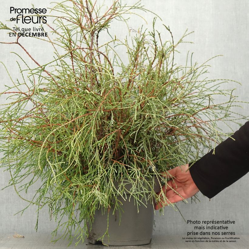 Spécimen de Thuya du Canada - Thuja occidentalis Filiformis                    Pot de 7,5L/10L tel que livré en automne