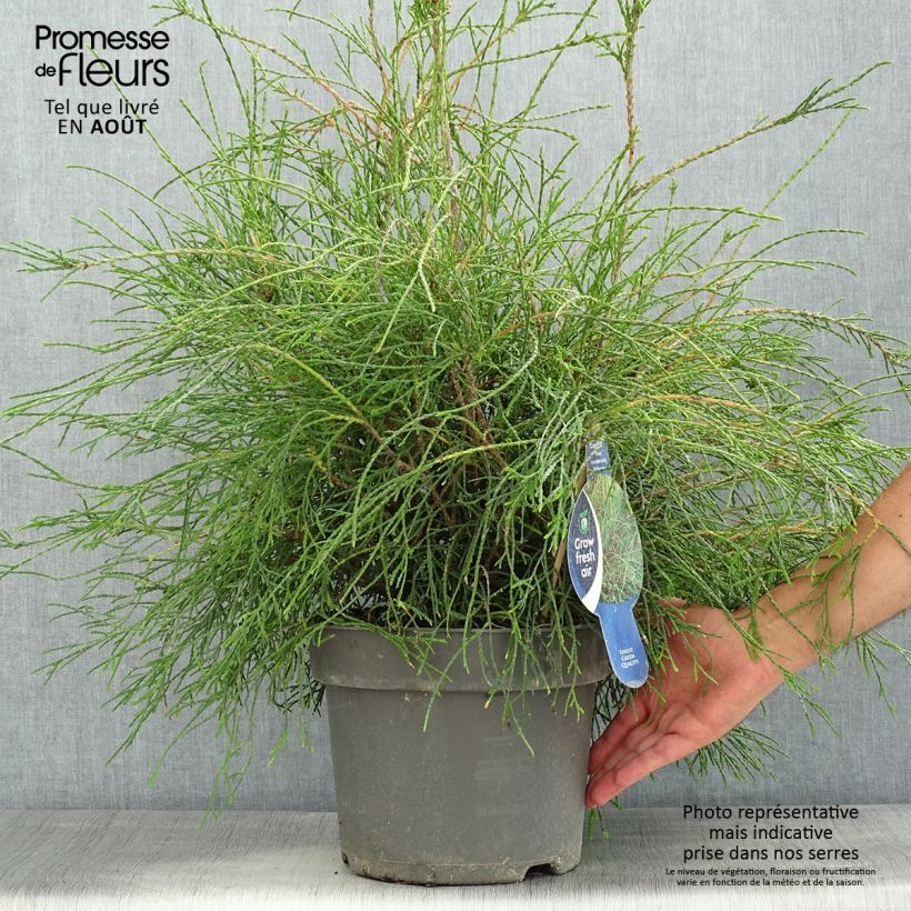 Spécimen de Thuya du Canada - Thuja occidentalis Filiformis                    Pot de 7,5L/10L tel que livré en été