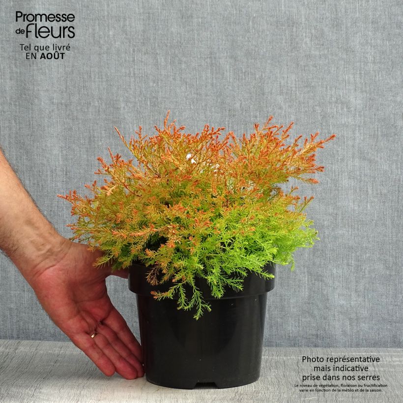 Spécimen de Thuya du Canada - Thuja occidentalis Fire Chief Pot de 2L/3L tel que livré en été