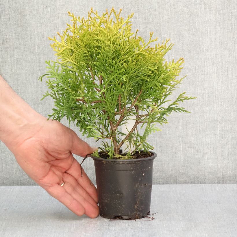 Spécimen de Thuya du Canada - Thuja occidentalis Globosa Aurea - Godet de 8/9 cm tel que livré au printemps