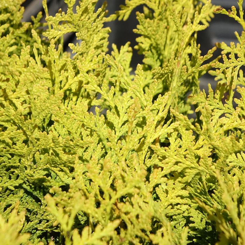 Thuya du Canada - Thuja occidentalis Golden Brabant (Feuillage)