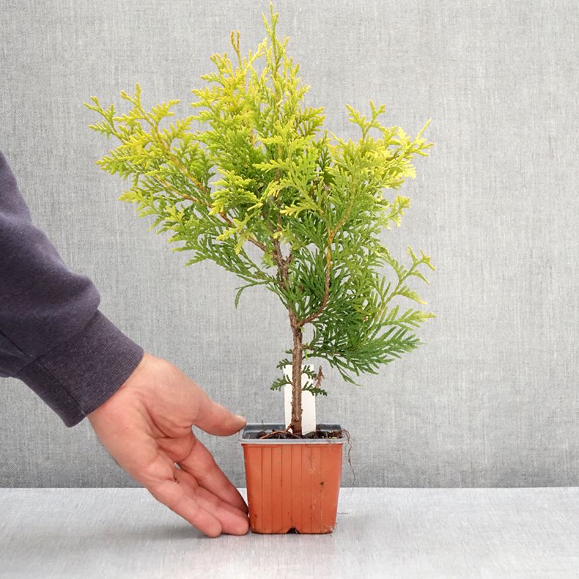 Spécimen de Thuya du Canada - Thuja occidentalis Golden Brabant Godet de 8/9 cm tel que livré au printemps